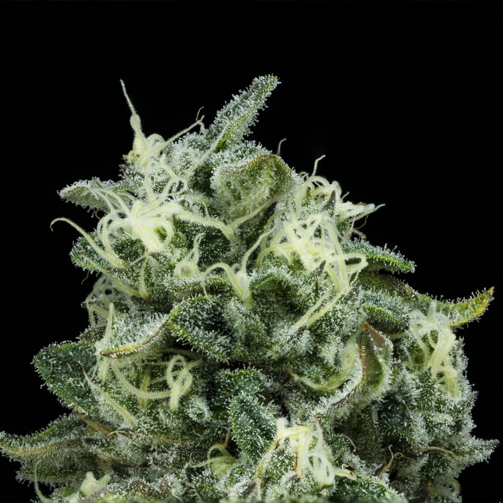 Vanilla Cake
